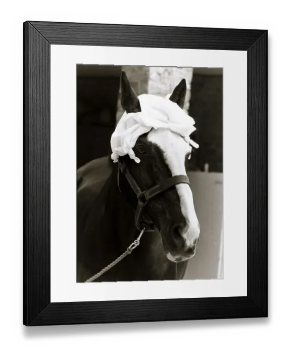 Framed Print : A Horse wearing a hankerchief on head - July 1983 Weather - Hot Sunny Framed Print : A Horse wearing a hankerchief on head - July 1983 Weather - Hot Sunny