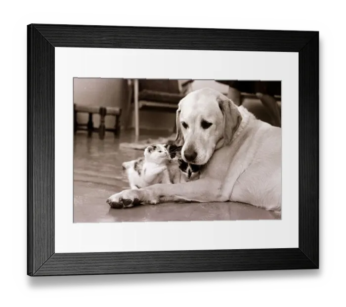 Framed Print : Golden retriever dog adopts kittens Dogs kitten cat cats Animal friendship