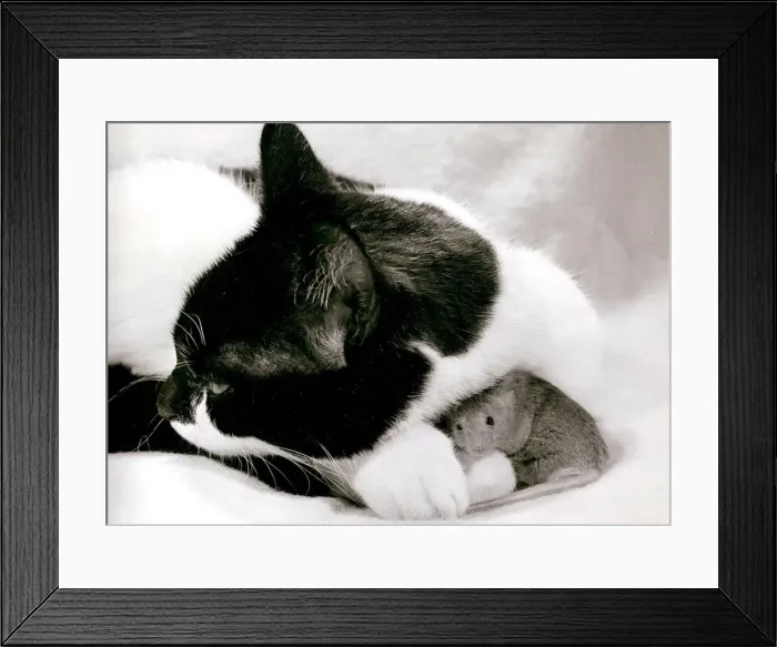 Framed Print : Maude the mouse with friend William the cat October 1964 Framed Print : Maude the mouse with friend William the cat October 1964