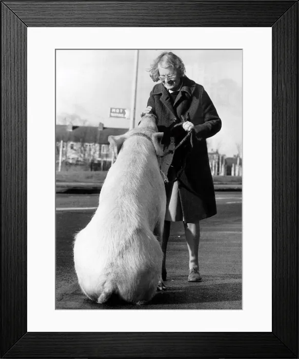Framed Print : Animals Pigs Miss Anna, Barbara Woodhouse who used telepathy on the 22 stone circus pig Framed Print : Animals Pigs Miss Anna, Barbara Woodhouse who used telepathy on the 22 stone circus pig
