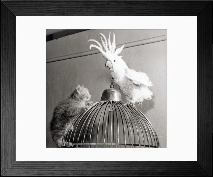 Framed Print : A cats first encounter with a cockatoo at Belle Vue Zoo in Manchester Framed Print : A cats first encounter with a cockatoo at Belle Vue Zoo in Manchester