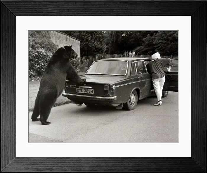 Framed Print : Odin, the 6. 5 foot Canadian black bear who pushes his owners old car