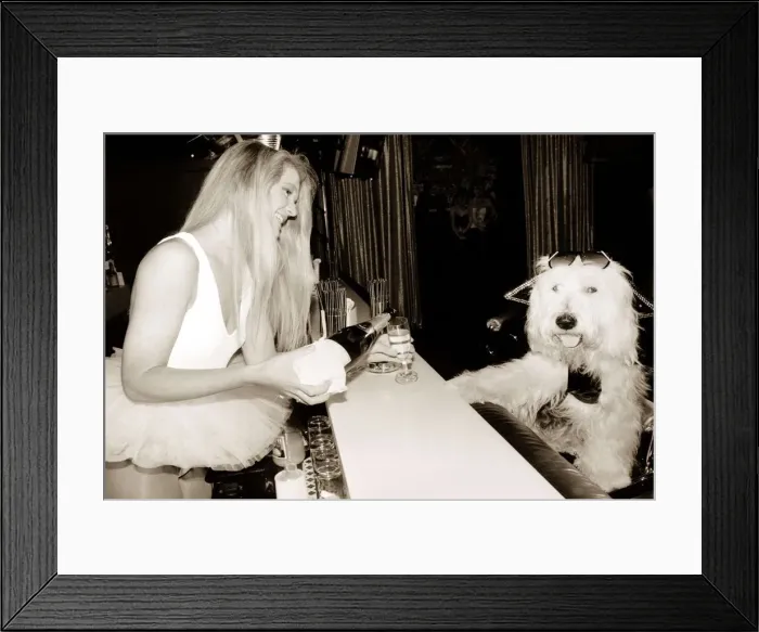 Framed Print : Old English Sheepdog is served champagne by a barmaid in a tutu Framed Print : Old English Sheepdog is served champagne by a barmaid in a tutu