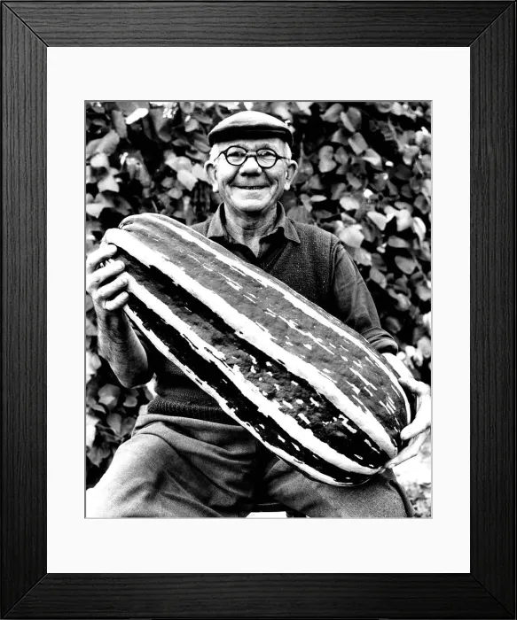 Framed Print : Tom Saunders with his Giant marrow Vegetables marrow Framed Print : Tom Saunders with his Giant marrow Vegetables marrow