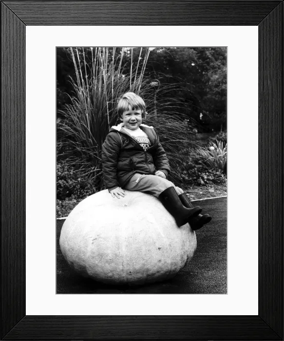 Framed Print : Matthew McLean with his Giant Pumpkin Vegetables Framed Print : Matthew McLean with his Giant Pumpkin Vegetables