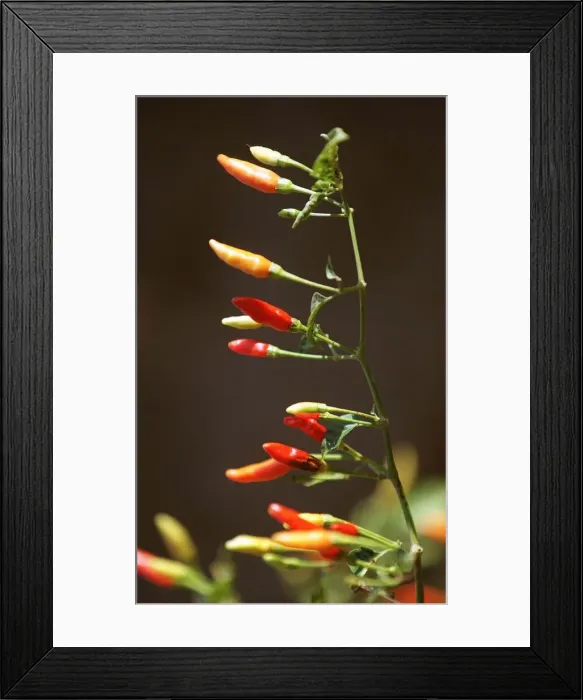 Framed Print : Chilli plant in the field, of Paul McIlhenny, on his Avery Island estate home of Framed Print : Chilli plant in the field, of Paul McIlhenny, on his Avery Island estate home of