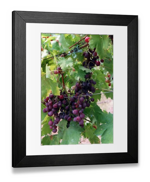 Framed Print : Italy Fruit Grapes Black treated with pesticide