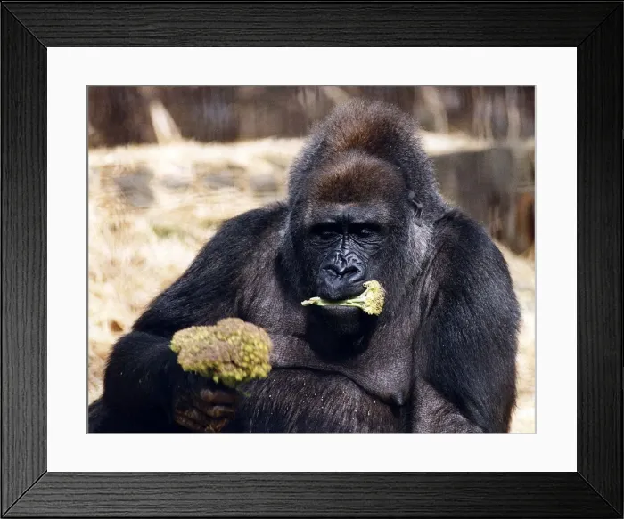 Framed Print : Animals Gorilla Eating circa 1993 Framed Print : Animals Gorilla Eating circa 1993