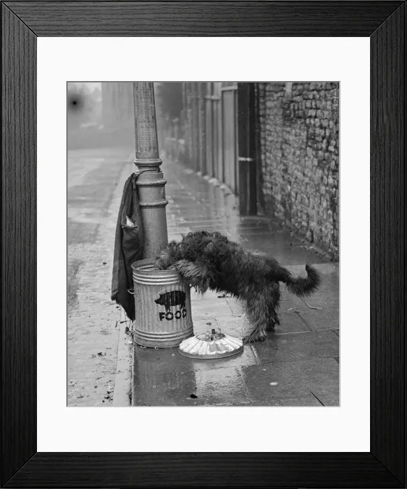 Framed Print : Dog carrying pig food to pig bin Framed Print : Dog carrying pig food to pig bin