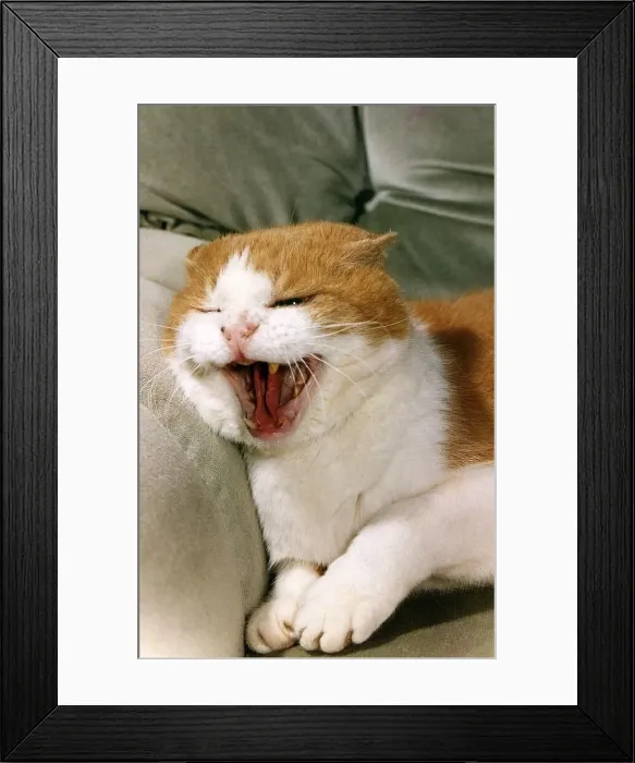Framed Print : Animals Cats Bruno DBase yawning lying on couch settee sofa Framed Print : Animals Cats Bruno DBase yawning lying on couch settee sofa