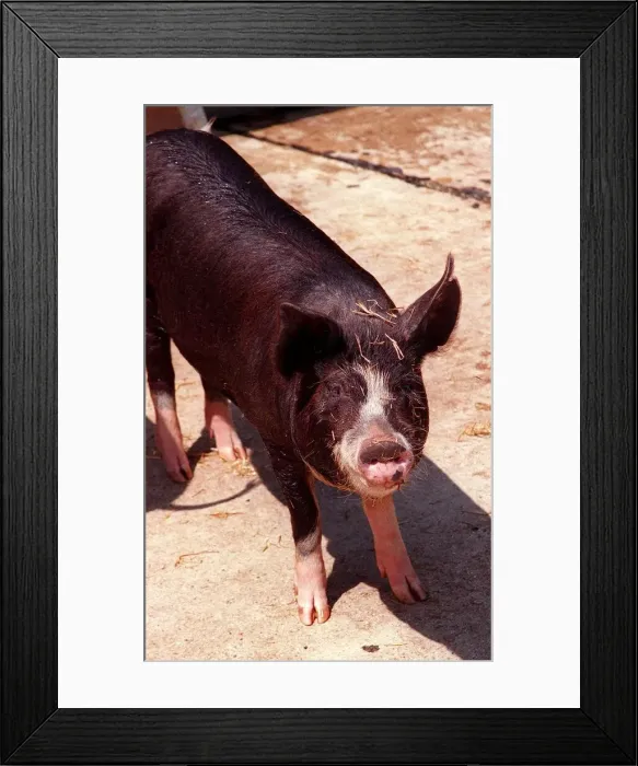 Framed Print : Animals Farm Pigs Berkshire Pig at Aldenham Country Park DBase Framed Print : Animals Farm Pigs Berkshire Pig at Aldenham Country Park DBase