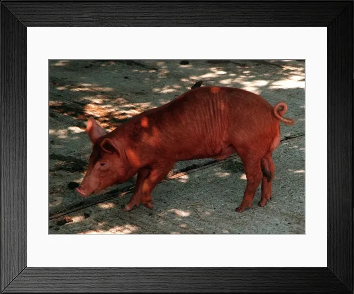 Framed Print : Anmals Pigs Tamworth Pig at Aldenham Country Park DBase Framed Print : Anmals Pigs Tamworth Pig at Aldenham Country Park DBase