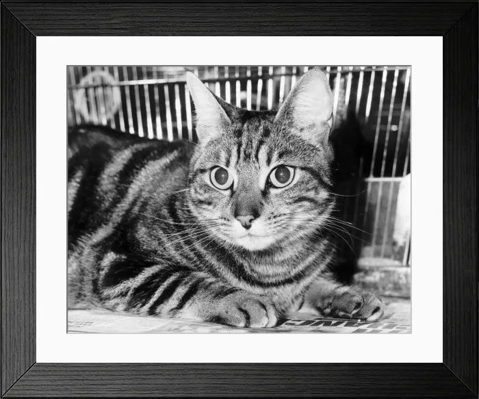 : Kim tha cat Dbase : Kim tha cat Dbase
