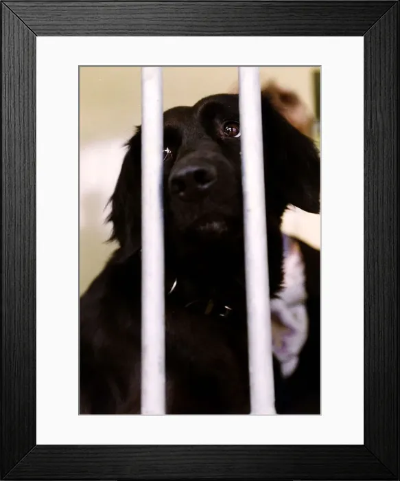 Framed Print : Animals Dogs Battersea Dogs Home DBase A©Mirrorpix Framed Print : Animals Dogs Battersea Dogs Home DBase A©Mirrorpix