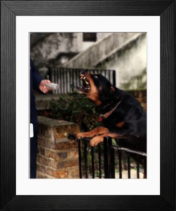 Framed Print : Animals Dogs Rottweiler DBase A©Mirrorpix Framed Print : Animals Dogs Rottweiler DBase A©Mirrorpix