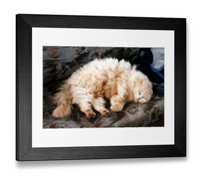 Framed Print : Pixie the Cat September 1999 Diane Palmer from Wolverhampton rescued the flea Framed Print : Pixie the Cat September 1999 Diane Palmer from Wolverhampton rescued the flea