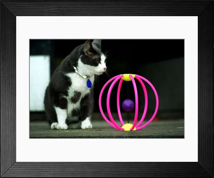 Framed Print : Cat toys for Christmas December 1997 cat scatter Dofos pet shop Framed Print : Cat toys for Christmas December 1997 cat scatter Dofos pet shop