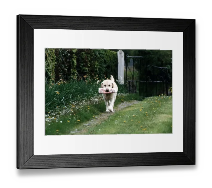 Framed Print : Animals Dogs Labrador Troy 11 year old dog who loves fetching the people every sunday