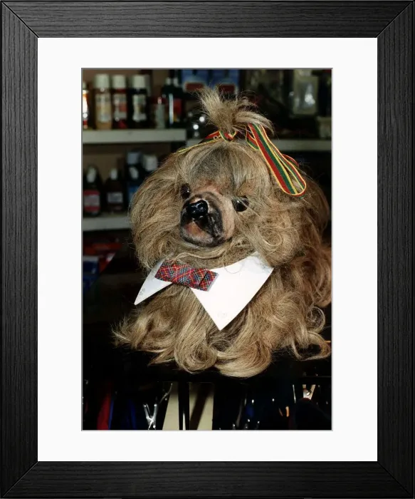 Framed Print : Animals Dogs Clothing Framed Print : Animals Dogs Clothing