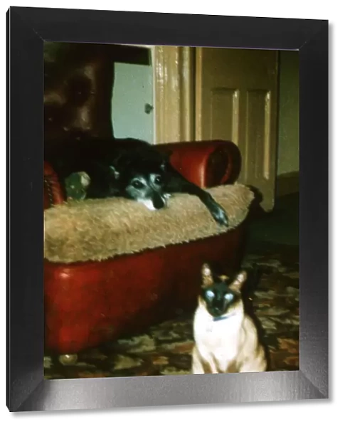 Max the siamese cat who died from Mad Cow Disease 1990