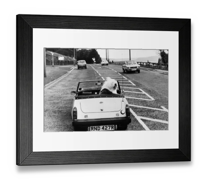 Framed Print : Tilly the Old English Sheepdog behind wheel of car 1980
