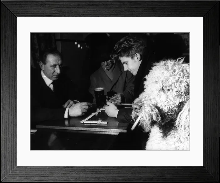 Framed Print : Pepe the poodle smokes ten a day says Peter Nutall 1968 the owner