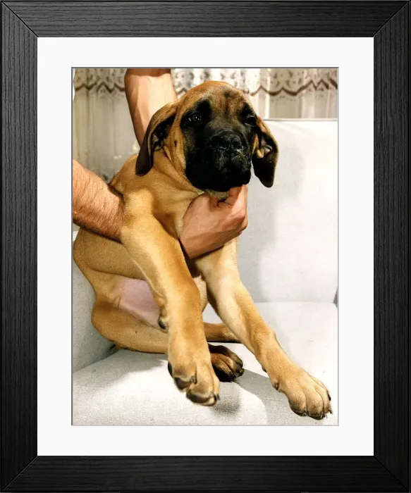 Framed Print : Animals Dogs Bandog Framed Print : Animals Dogs Bandog