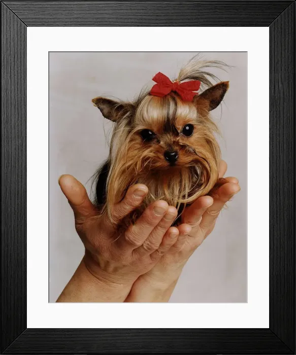 Framed Print : Animals Dogs Yorkshire Terrier Dbase A©Mirrorpix Framed Print : Animals Dogs Yorkshire Terrier Dbase A©Mirrorpix