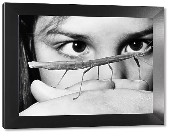 Twiggy the Stick Insect 1980