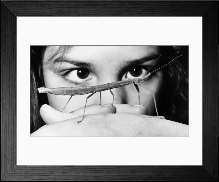 Framed Print : Twiggy the Stick Insect 1980