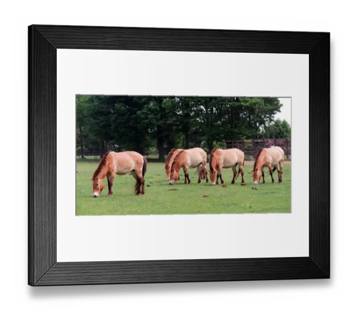 Framed Print : Animals Horses at Whipsnade Zoo Framed Print : Animals Horses at Whipsnade Zoo