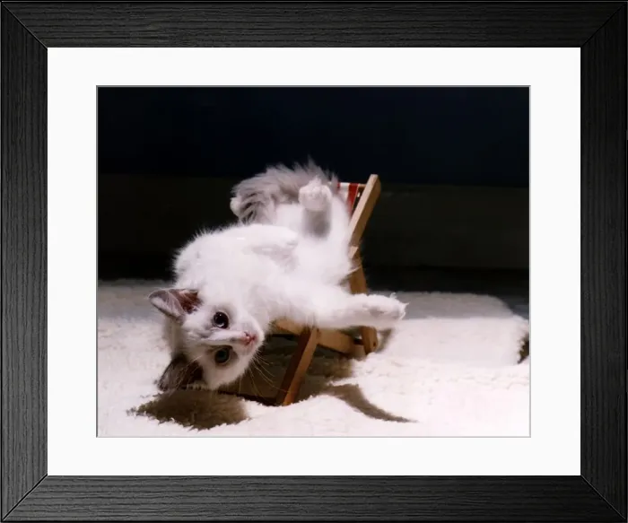 Framed Print : Animals Cats DBase A©Mirrorpix