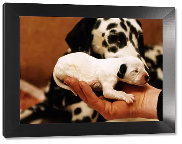 Animals Dogs a patched puppy Dalmatian 2 days old the dog would normaly be put down