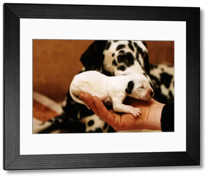 Framed Print : Animals Dogs a patched puppy Dalmatian 2 days old the dog would normaly be put down Framed Print : Animals Dogs a patched puppy Dalmatian 2 days old the dog would normaly be put down