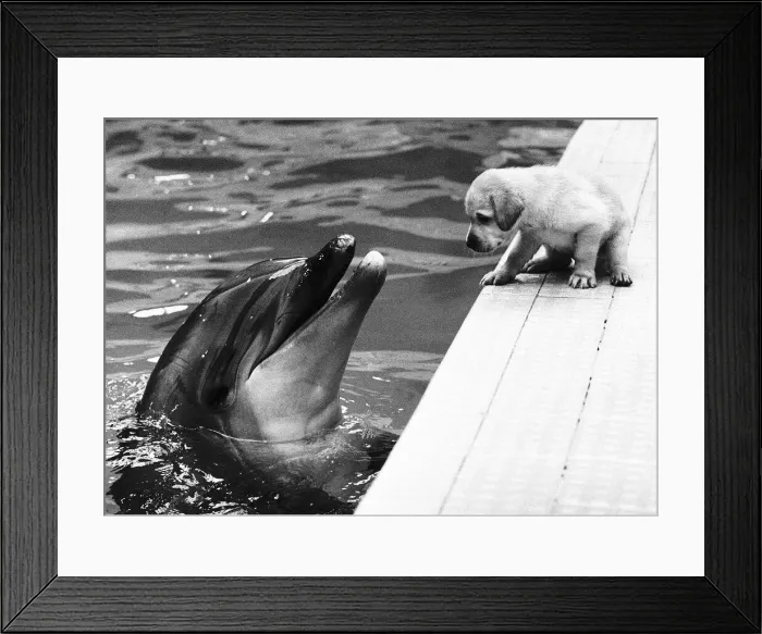 Framed Print : This photograph by Daily Mirror photographer Ron Burton was awarded highly commended in