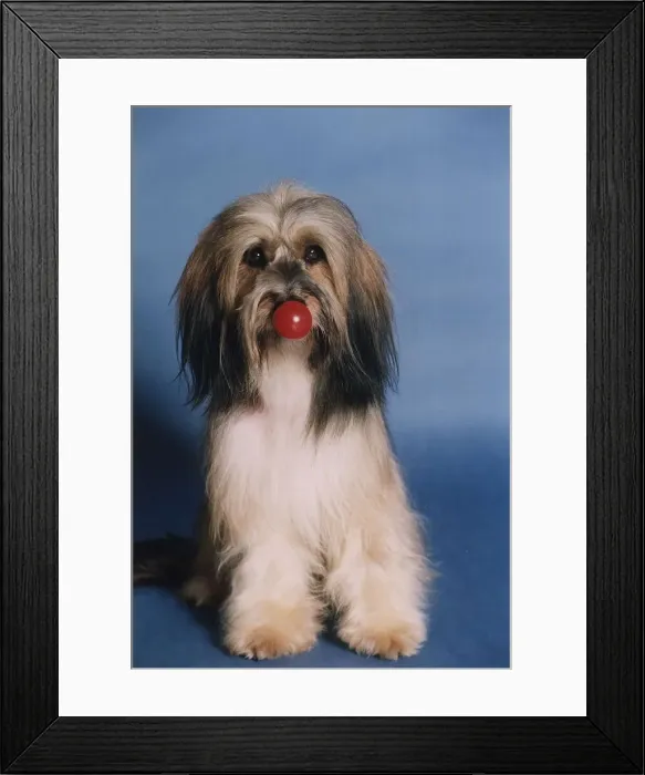Framed Print : Animals Dogs Pippin TV Commercial star supporting Comic Relief Red Nose Day Framed Print : Animals Dogs Pippin TV Commercial star supporting Comic Relief Red Nose Day