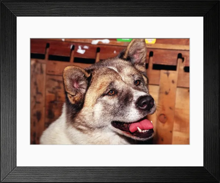 Framed Print : Dogs Japanese Akita at Crufts dog show 1998