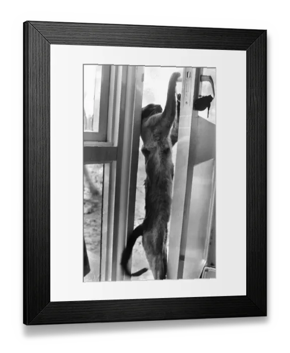 Framed Print : Siamese cat pulls on door handle opens door A©Mirrorpix Framed Print : Siamese cat pulls on door handle opens door A©Mirrorpix
