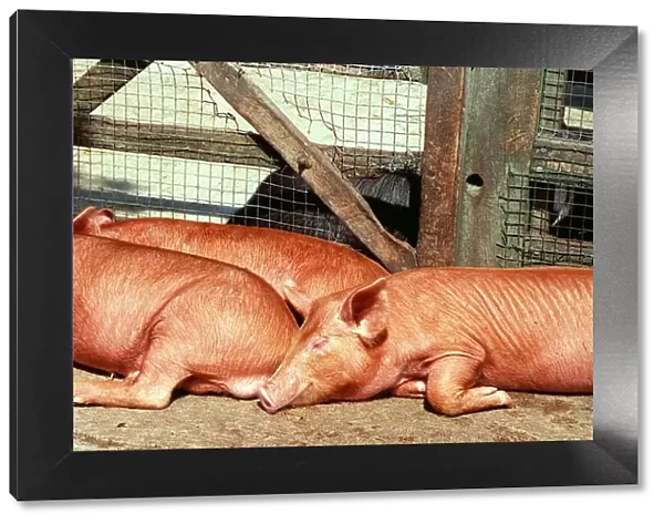 Animals Farm Pigs Tamworth Pig at Aldenham Country Park DBase