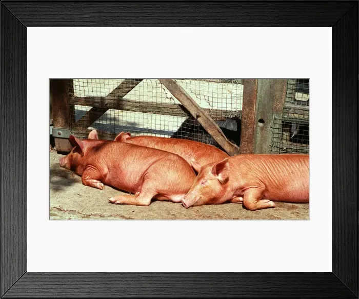 Framed Print : Animals Farm Pigs Tamworth Pig at Aldenham Country Park DBase Framed Print : Animals Farm Pigs Tamworth Pig at Aldenham Country Park DBase