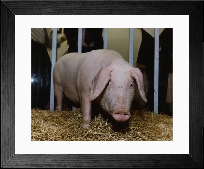 Framed Print : Animals Pigs Dbase Framed Print : Animals Pigs Dbase