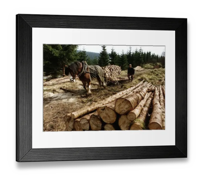 Framed Print : Tony Doye using a Horse to transport Logs