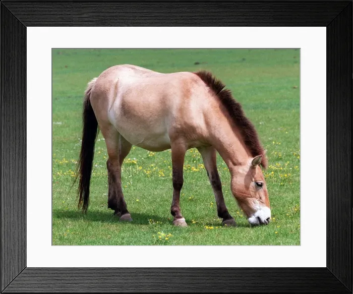 Framed Print : Animals Whipsnade Zoo Horse Framed Print : Animals Whipsnade Zoo Horse