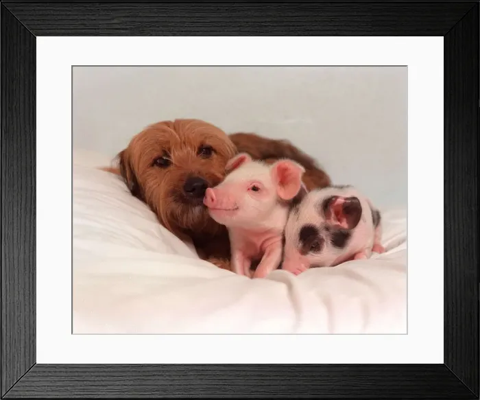 Framed Print : Piglet and Dog Framed Print : Piglet and Dog