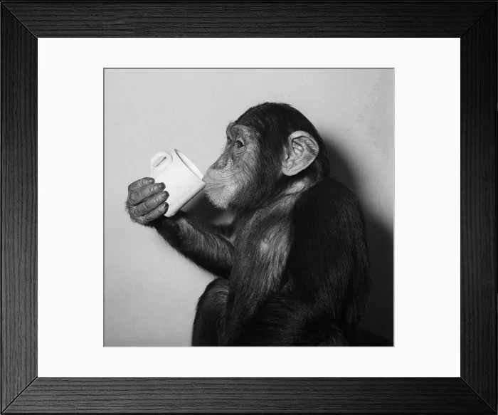 Framed Print : A Chimp drinking a cup of tea 1955 Framed Print : A Chimp drinking a cup of tea 1955