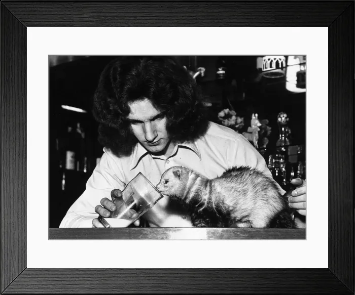 Framed Print : Pole Cat called Snagglepuss with owner Graham Cowlie 1971 at Oatridge Hotel bar in Uphall Framed Print : Pole Cat called Snagglepuss with owner Graham Cowlie 1971 at Oatridge Hotel bar in Uphall