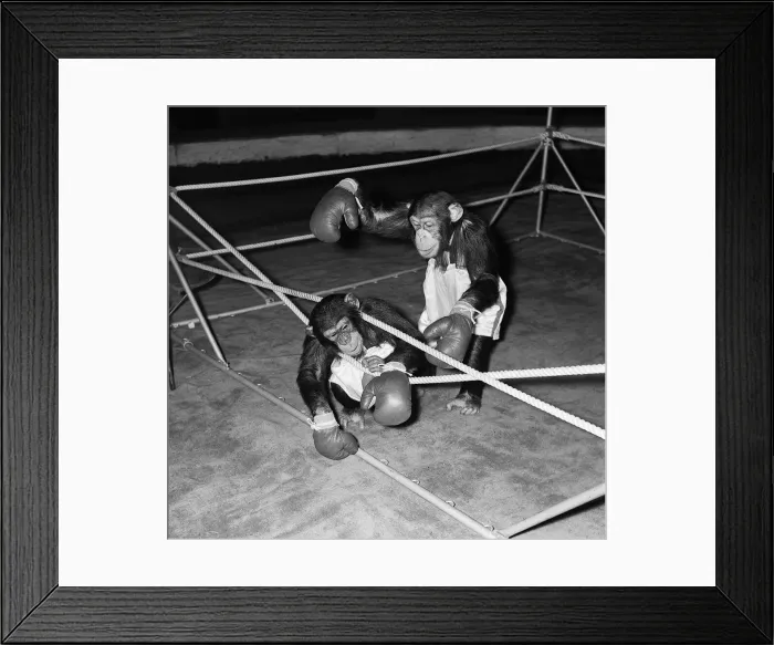 Framed Print : Chimps boxing match at Bertram Mills Circus 1955 aniimals unusual Framed Print : Chimps boxing match at Bertram Mills Circus 1955 aniimals unusual