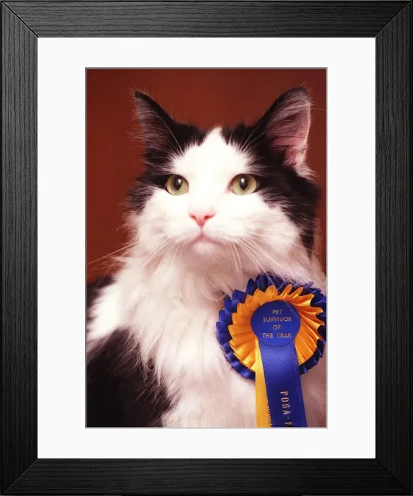 Framed Print : Frankie the Cat July 1998 Framed Print : Frankie the Cat July 1998