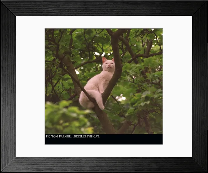 Framed Print : BIGGLES THE CAT STUCK UP TREE AUGUST 1997 BARNTON EDINBURGH Framed Print : BIGGLES THE CAT STUCK UP TREE AUGUST 1997 BARNTON EDINBURGH