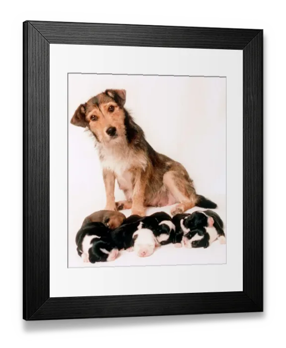 Framed Print : Bessie the mongrel which was shot survied and gave 1998 birth to seven puppies Framed Print : Bessie the mongrel which was shot survied and gave 1998 birth to seven puppies
